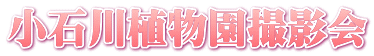 小石川植物園撮影会