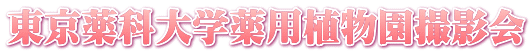 東京薬科大学薬用植物園撮影会