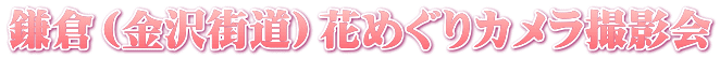 鎌倉（金沢街道）花めぐりカメラ撮影会
